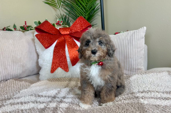 Cute Mini Goldendoodle Poodle Mix Pup