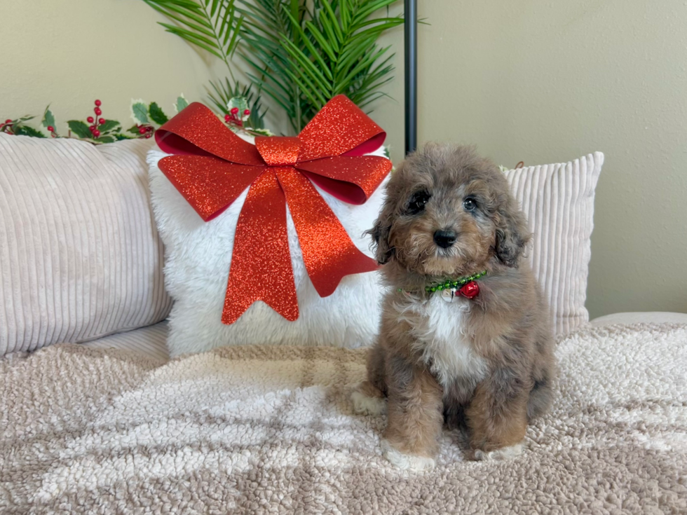 Best Mini Goldendoodle Baby