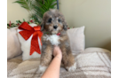 Cute Mini Goldendoodle Poodle Mix Pup