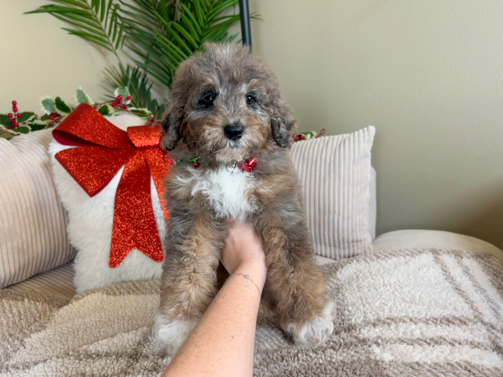 Cute Mini Goldendoodle Poodle Mix Pup