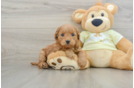 Best Mini Goldendoodle Baby