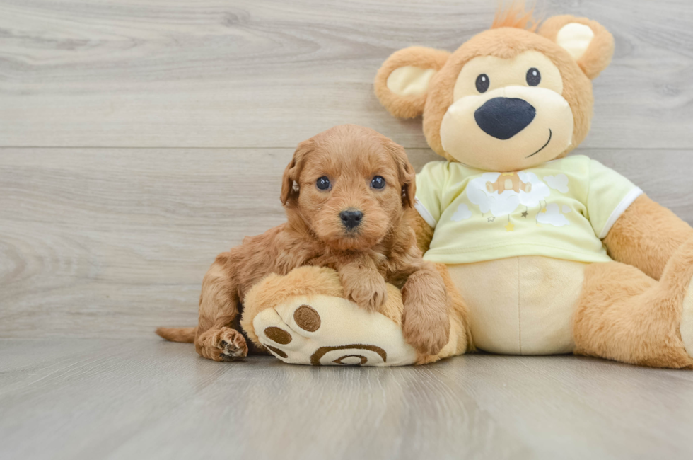 5 week old Mini Goldendoodle Puppy For Sale - Lone Star Pups