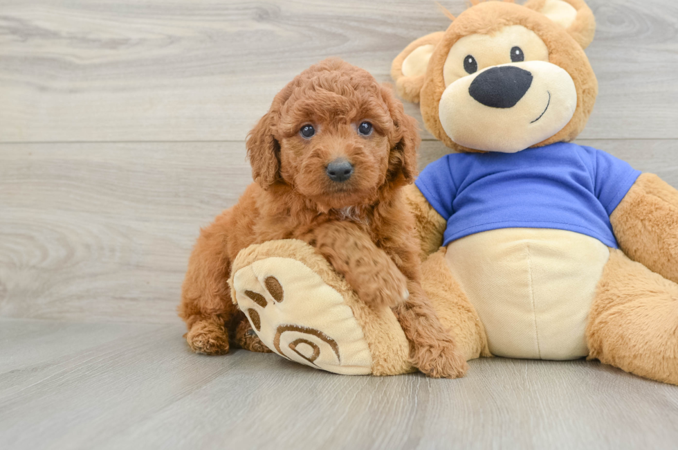 5 week old Mini Goldendoodle Puppy For Sale - Lone Star Pups