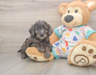 7 week old Mini Goldendoodle Puppy For Sale - Lone Star Pups