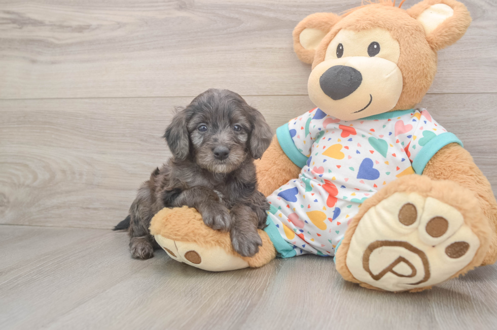 5 week old Mini Goldendoodle Puppy For Sale - Lone Star Pups