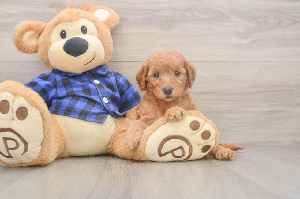 5 week old Mini Goldendoodle Puppy For Sale - Lone Star Pups