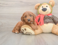 6 week old Mini Goldendoodle Puppy For Sale - Lone Star Pups
