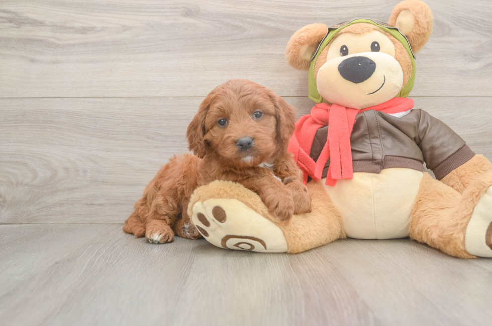 5 week old Mini Goldendoodle Puppy For Sale - Lone Star Pups
