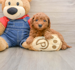 8 week old Mini Goldendoodle Puppy For Sale - Lone Star Pups