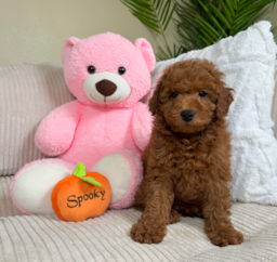 8 week old Mini Goldendoodle Puppy For Sale - Lone Star Pups