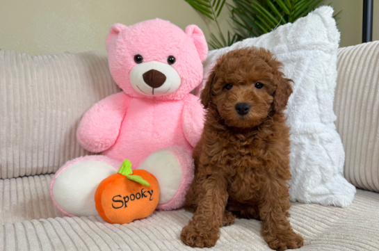 Cute Mini Goldendoodle Baby
