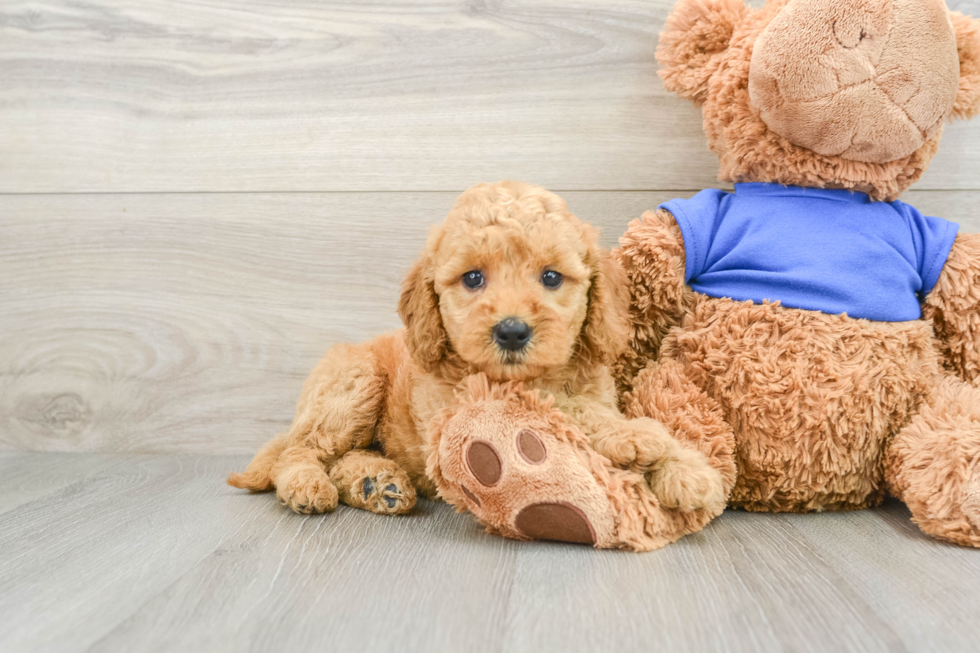 Mini Goldendoodle Puppy for Adoption