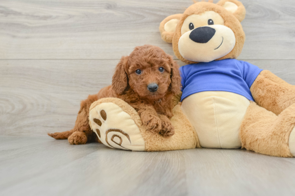 5 week old Mini Goldendoodle Puppy For Sale - Lone Star Pups