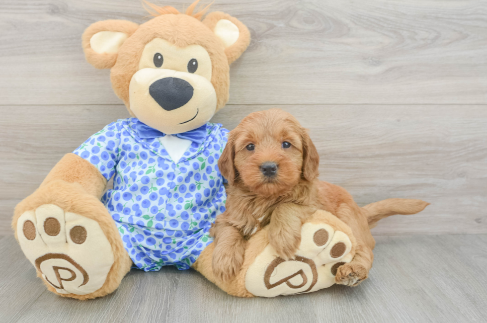 5 week old Mini Goldendoodle Puppy For Sale - Lone Star Pups