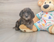 7 week old Mini Goldendoodle Puppy For Sale - Lone Star Pups