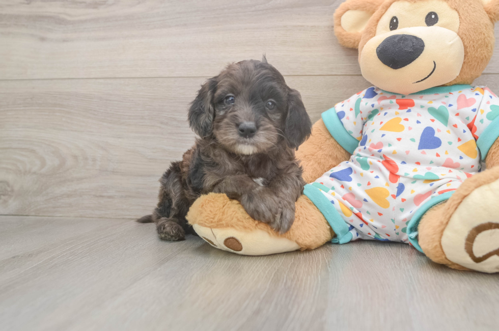 5 week old Mini Goldendoodle Puppy For Sale - Lone Star Pups