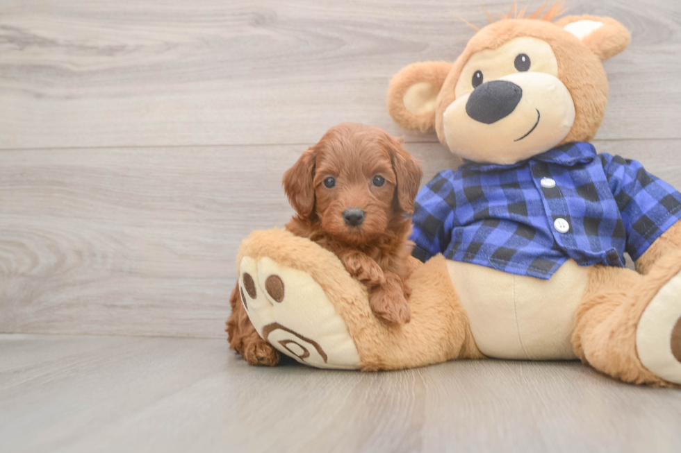Best Mini Goldendoodle Baby