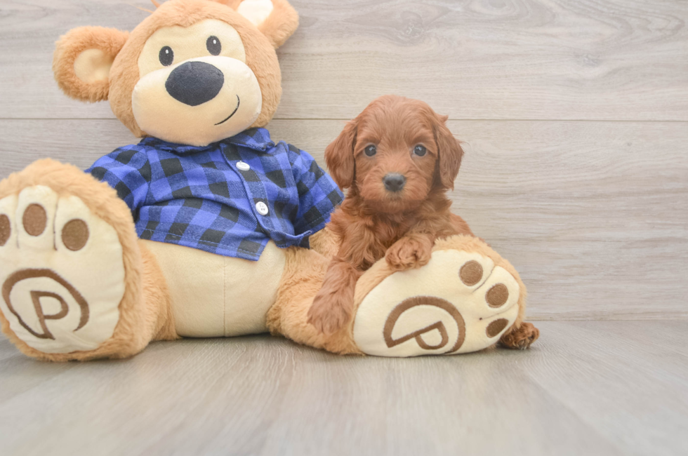 5 week old Mini Goldendoodle Puppy For Sale - Lone Star Pups