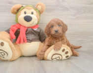 6 week old Mini Goldendoodle Puppy For Sale - Lone Star Pups