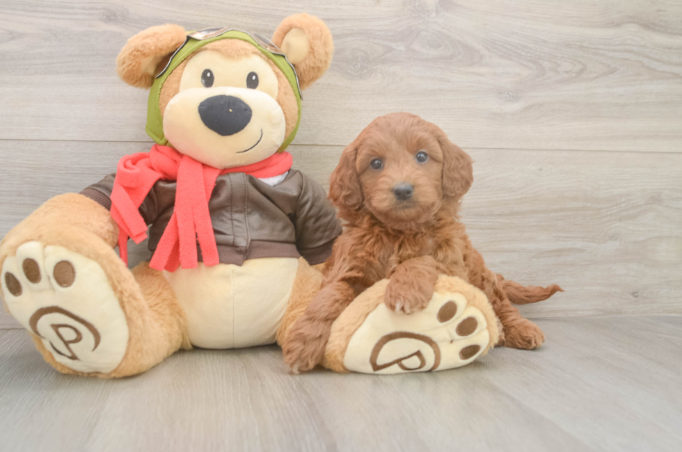 5 week old Mini Goldendoodle Puppy For Sale - Lone Star Pups