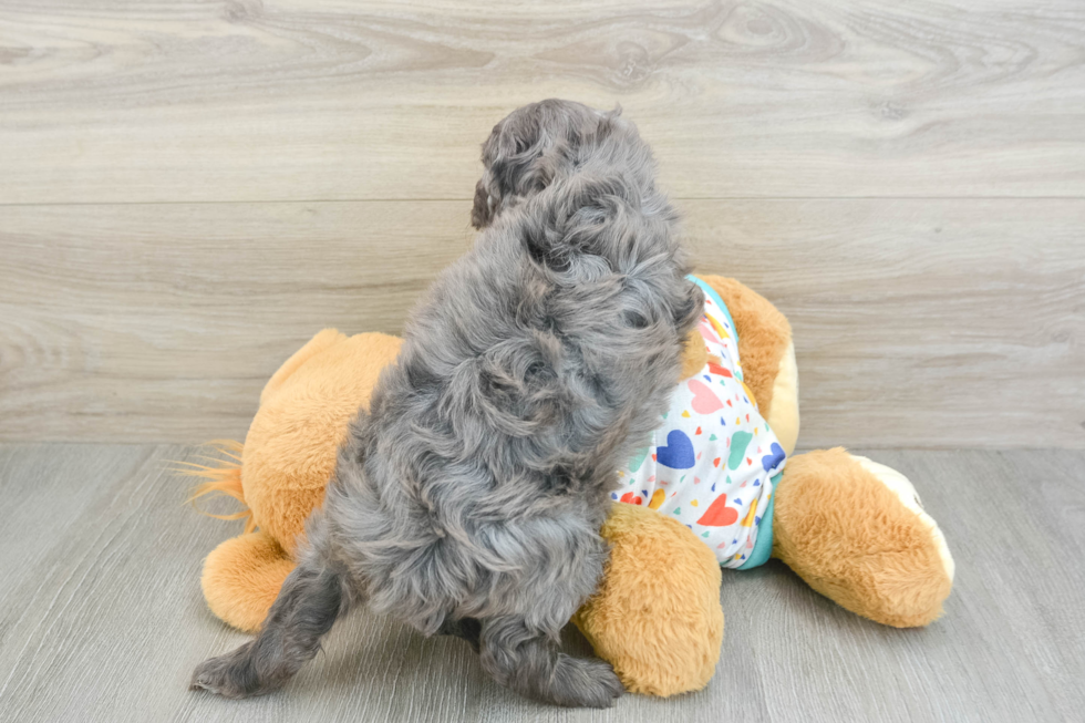 Happy Mini Goldendoodle Baby