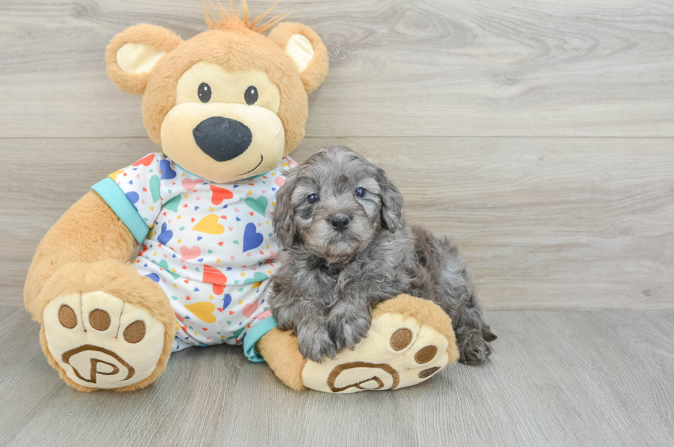 5 week old Mini Goldendoodle Puppy For Sale - Lone Star Pups