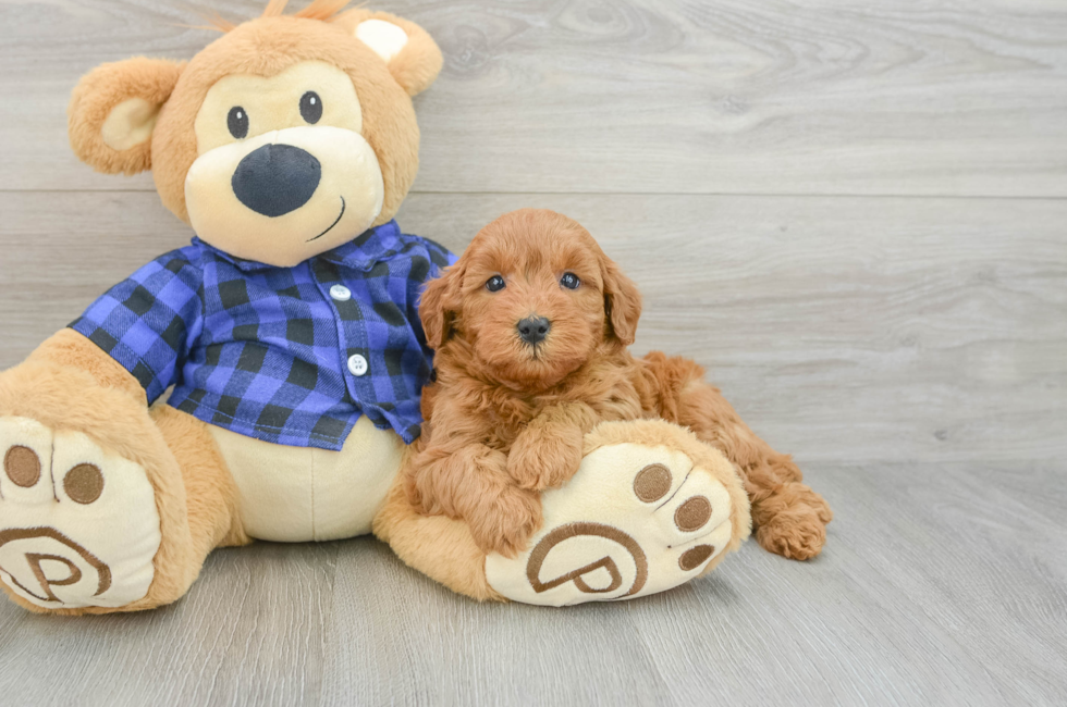 6 week old Mini Goldendoodle Puppy For Sale - Lone Star Pups