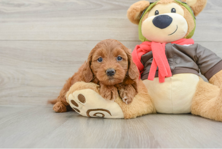 Mini Goldendoodle Puppy for Adoption