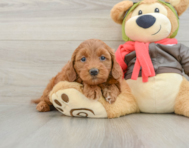 7 week old Mini Goldendoodle Puppy For Sale - Lone Star Pups