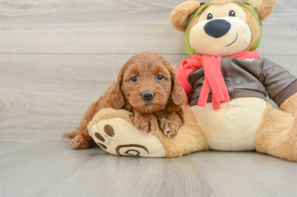 5 week old Mini Goldendoodle Puppy For Sale - Lone Star Pups
