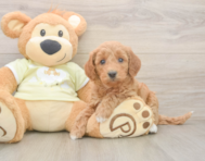 7 week old Mini Goldendoodle Puppy For Sale - Lone Star Pups