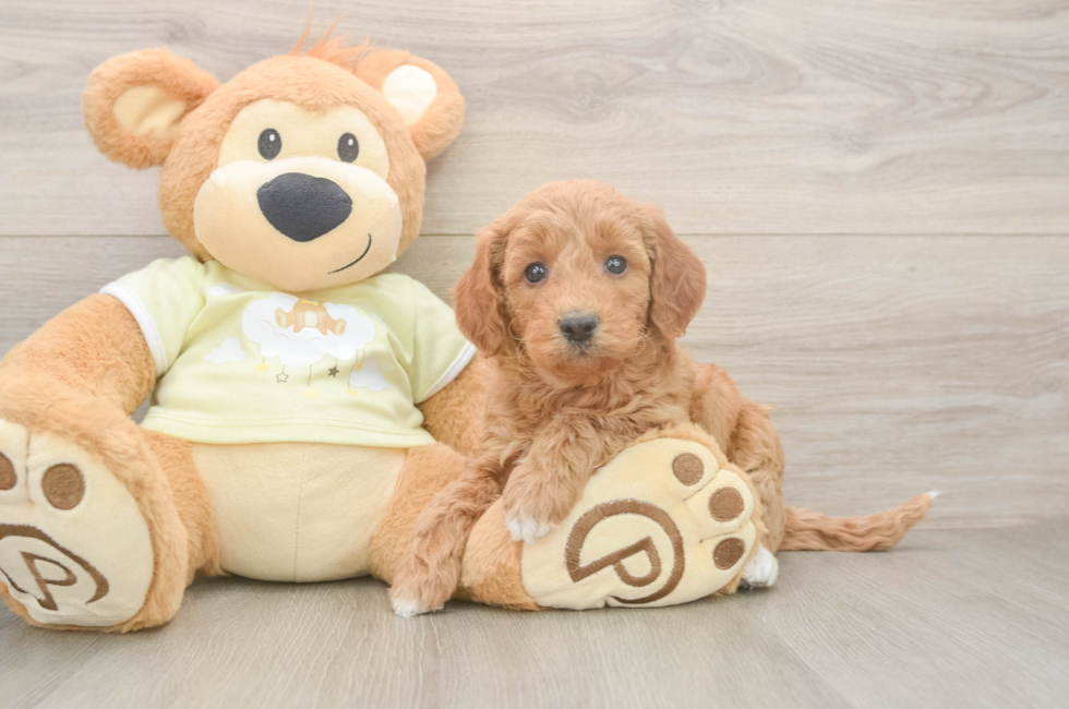 7 week old Mini Goldendoodle Puppy For Sale - Lone Star Pups