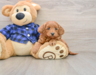 7 week old Mini Goldendoodle Puppy For Sale - Lone Star Pups