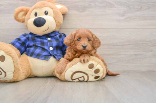 Mini Goldendoodle Pup Being Cute