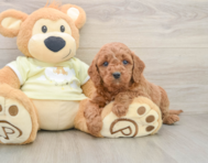 6 week old Mini Goldendoodle Puppy For Sale - Lone Star Pups