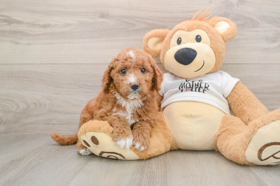 Mini Goldendoodle Pup Being Cute