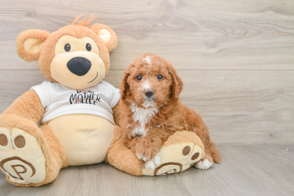 Best Mini Goldendoodle Baby