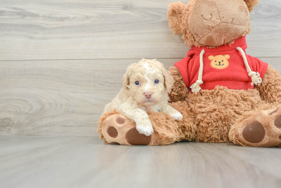 Mini Goldendoodle Pup Being Cute