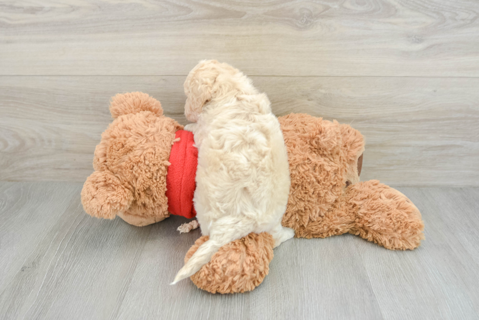 Mini Goldendoodle Pup Being Cute