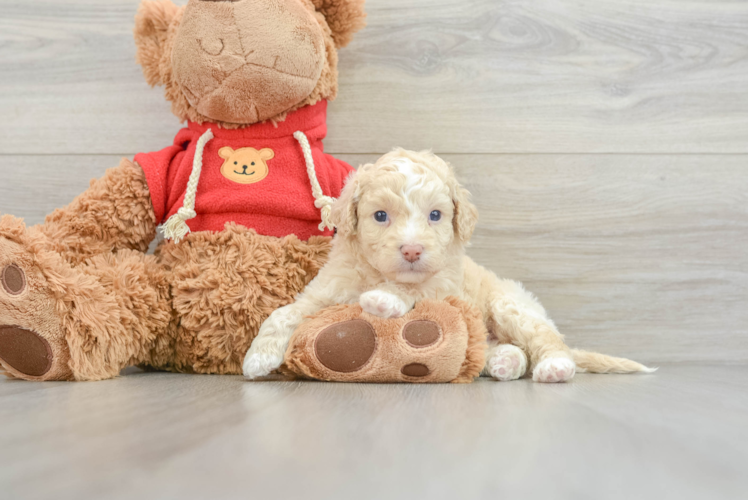 Mini Goldendoodle Pup Being Cute