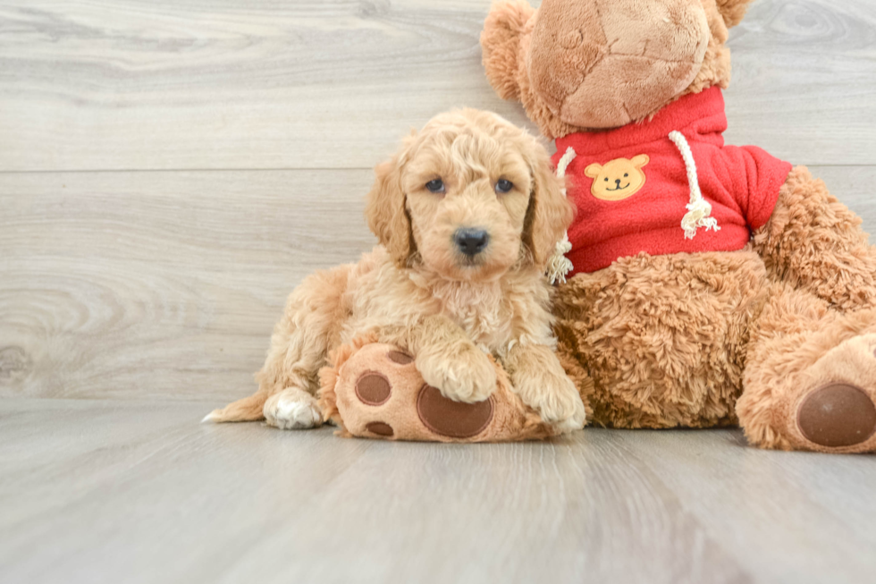 Smart Mini Goldendoodle Poodle Mix Pup