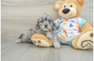 Hypoallergenic Mini Goldiepoo Poodle Mix Puppy