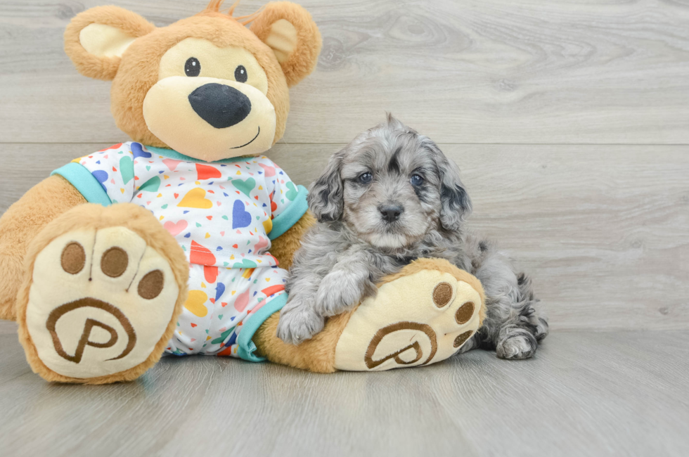 5 week old Mini Goldendoodle Puppy For Sale - Lone Star Pups