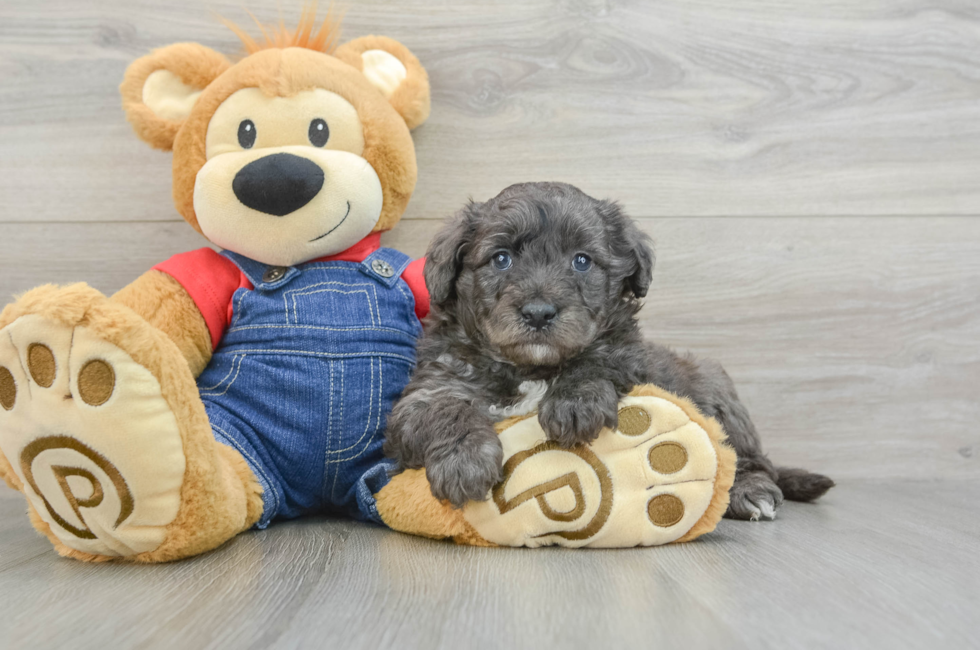 6 week old Mini Goldendoodle Puppy For Sale - Lone Star Pups