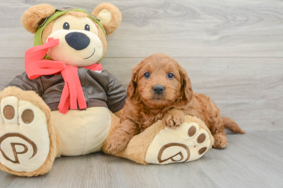 5 week old Mini Goldendoodle Puppy For Sale - Lone Star Pups