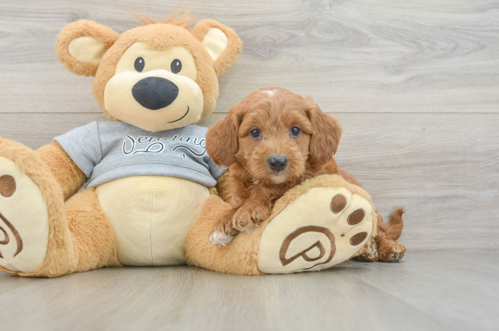 6 week old Mini Goldendoodle Puppy For Sale - Lone Star Pups