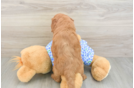 Mini Goldendoodle Puppy for Adoption