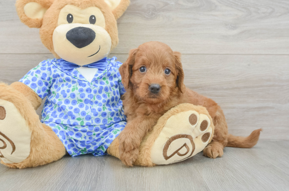 5 week old Mini Goldendoodle Puppy For Sale - Lone Star Pups