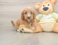 7 week old Mini Goldendoodle Puppy For Sale - Lone Star Pups