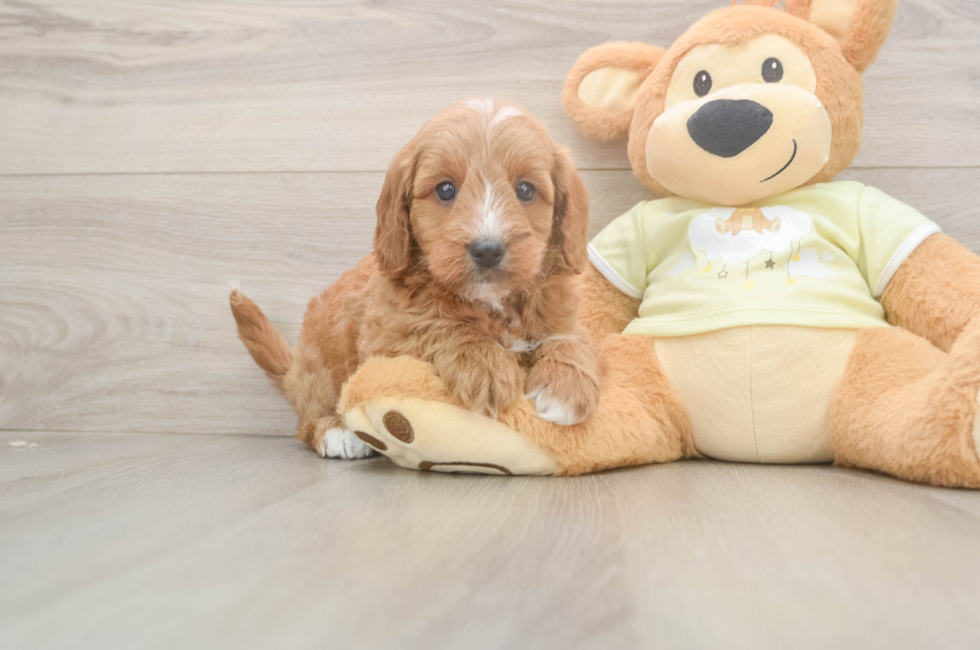 7 week old Mini Goldendoodle Puppy For Sale - Lone Star Pups